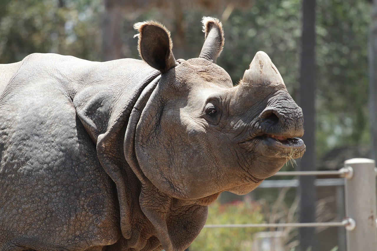 rhino animal wildlife free photo