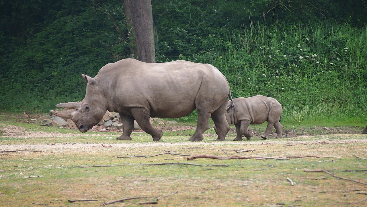 rhino  rhino young  steppe free photo
