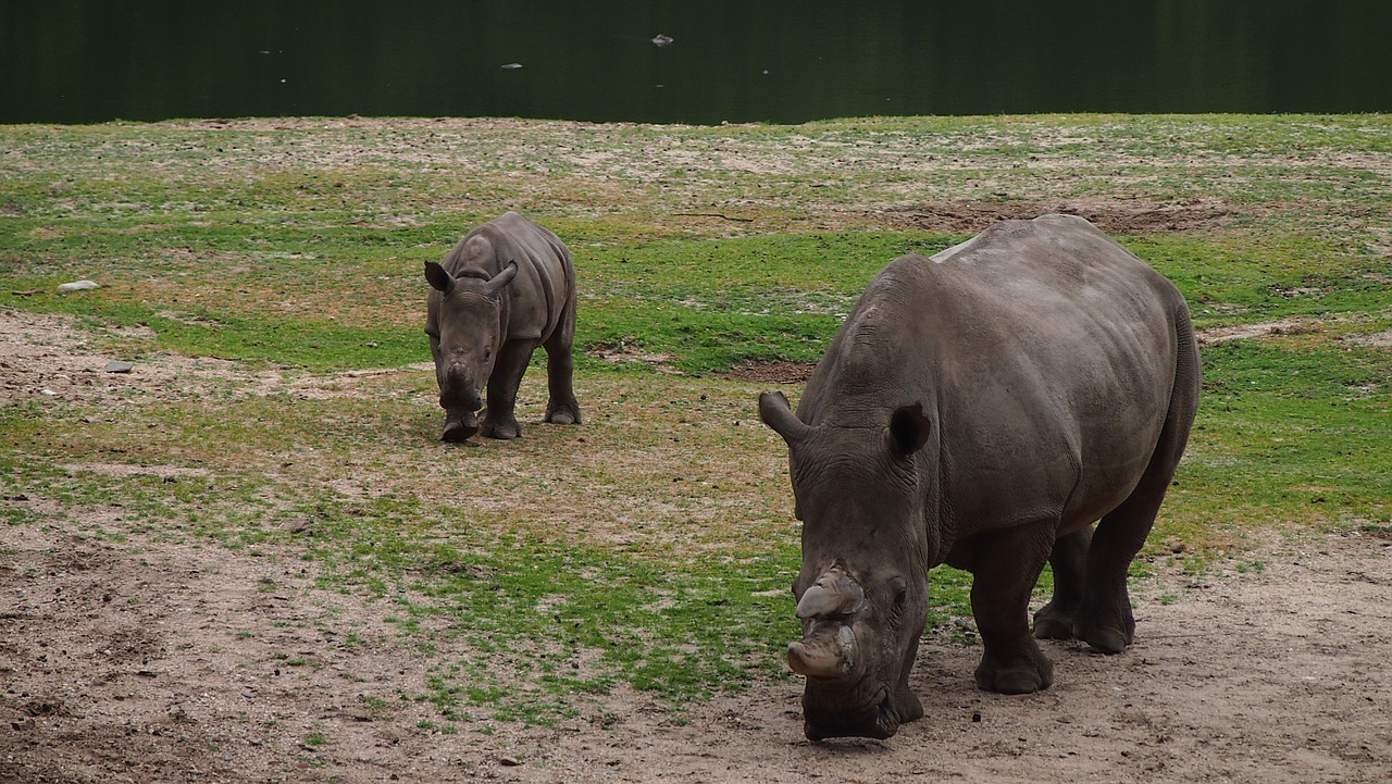 rhino  rhino young  steppe free photo