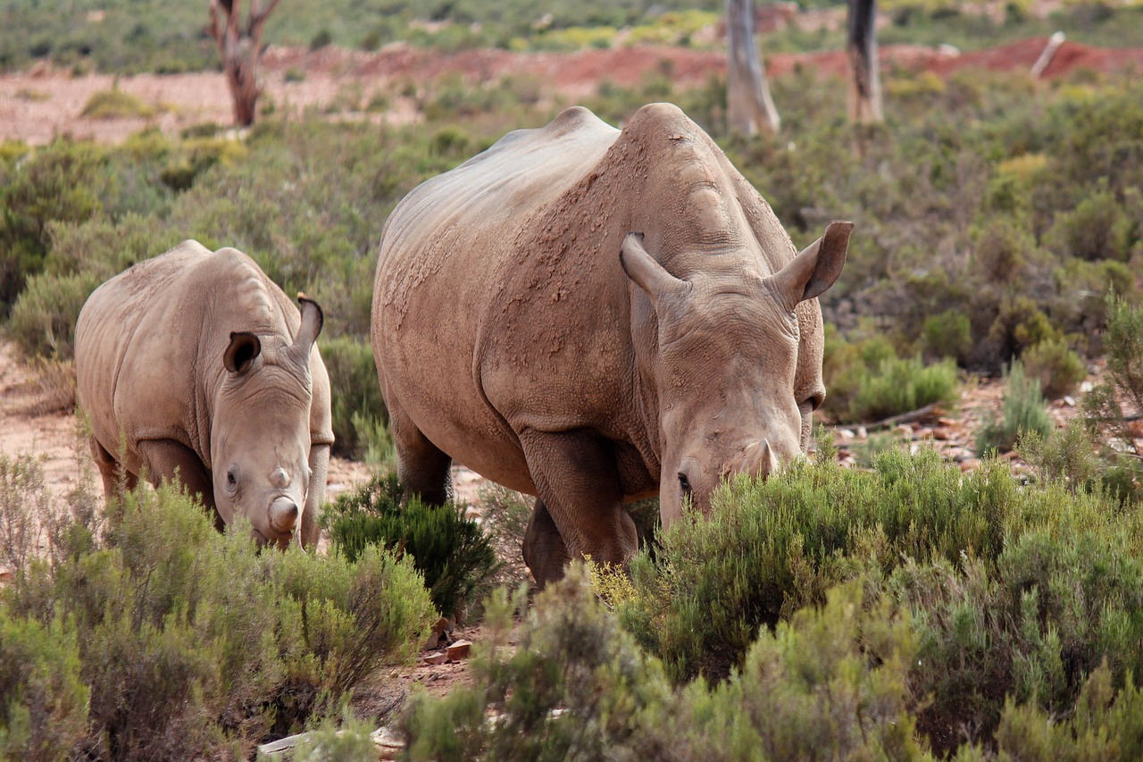 rhino  safari  baby rhinoceros free photo