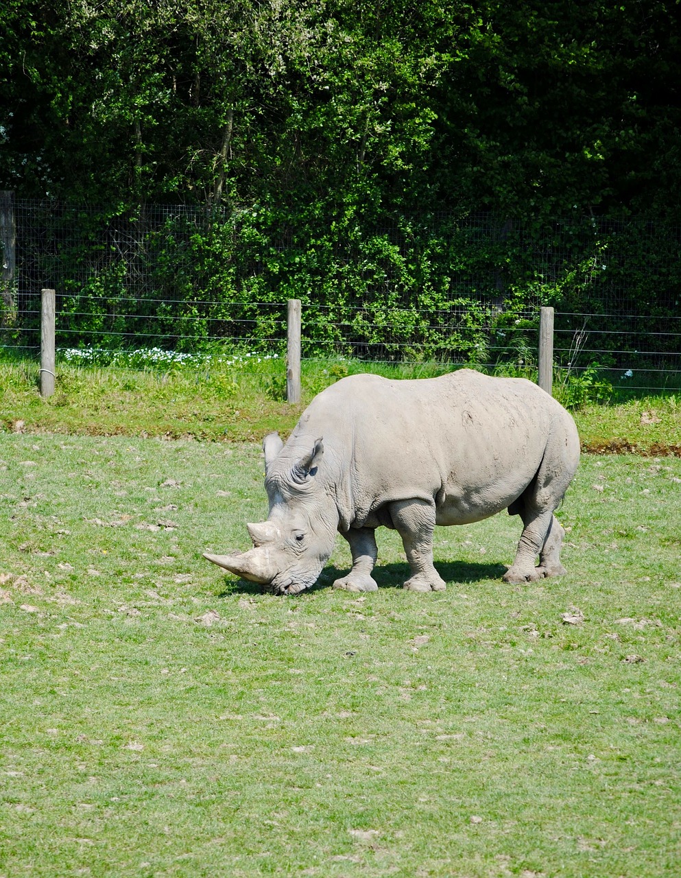 rhino  cerza  savannah free photo