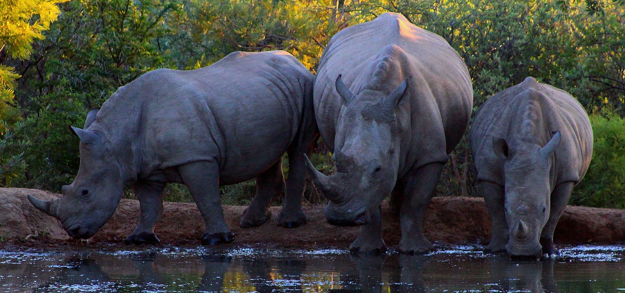 rhino  big 5  bush free photo