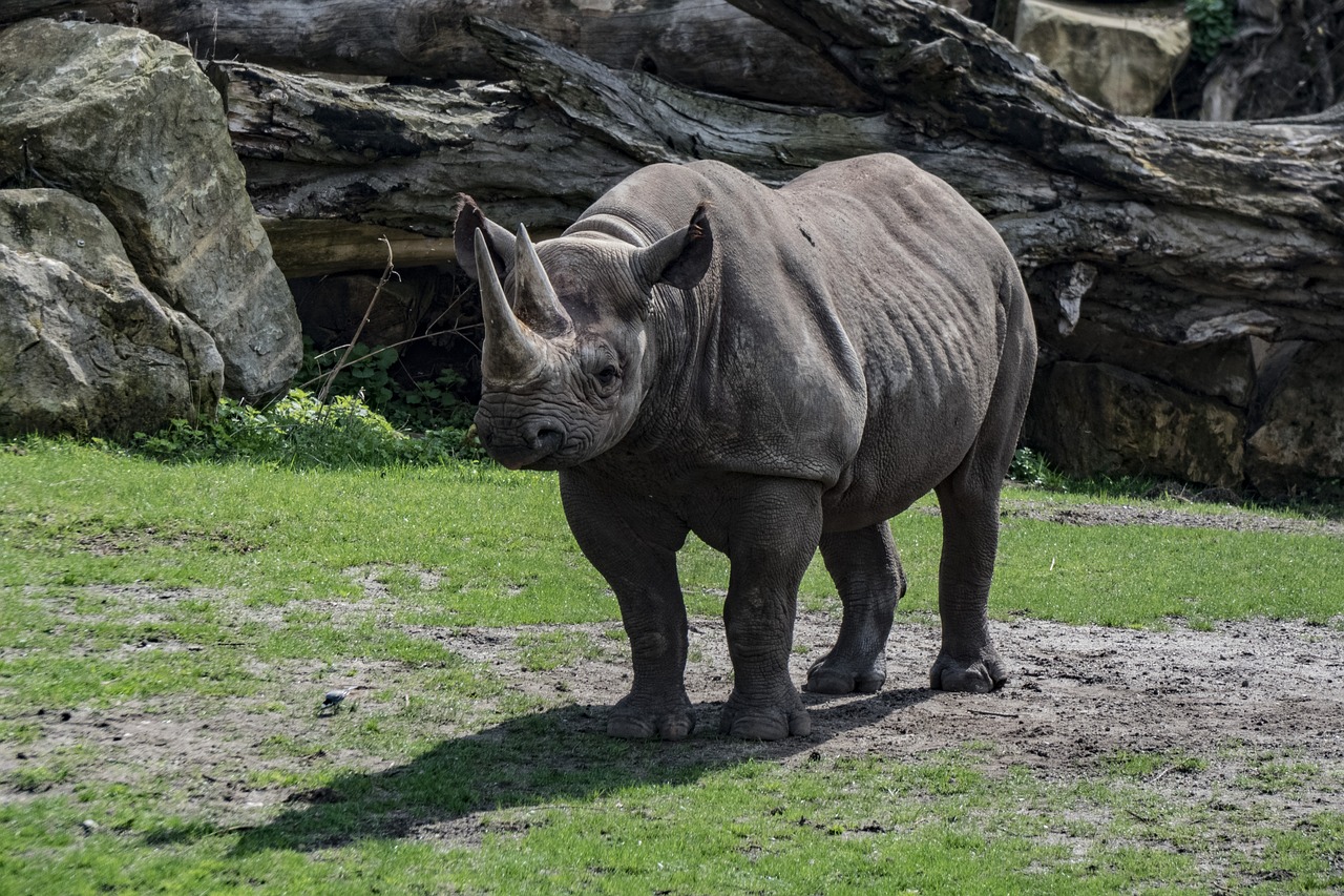 rhino  zoo  animal free photo