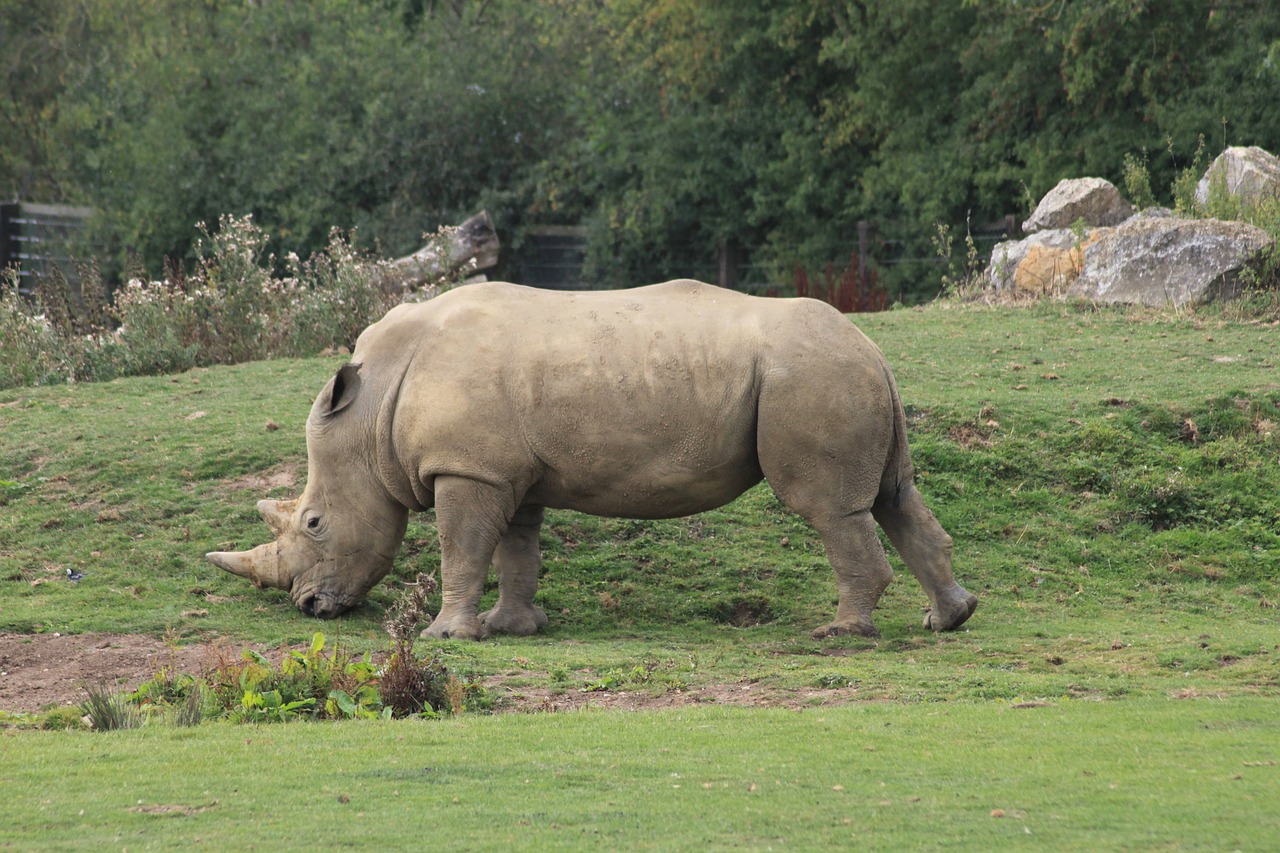 rhino animal zoo free photo