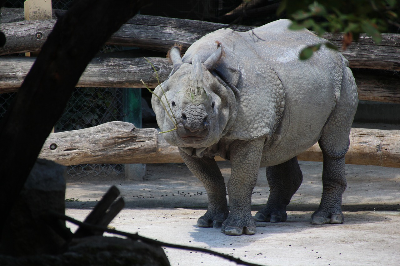 rhino  zoo  vienna free photo