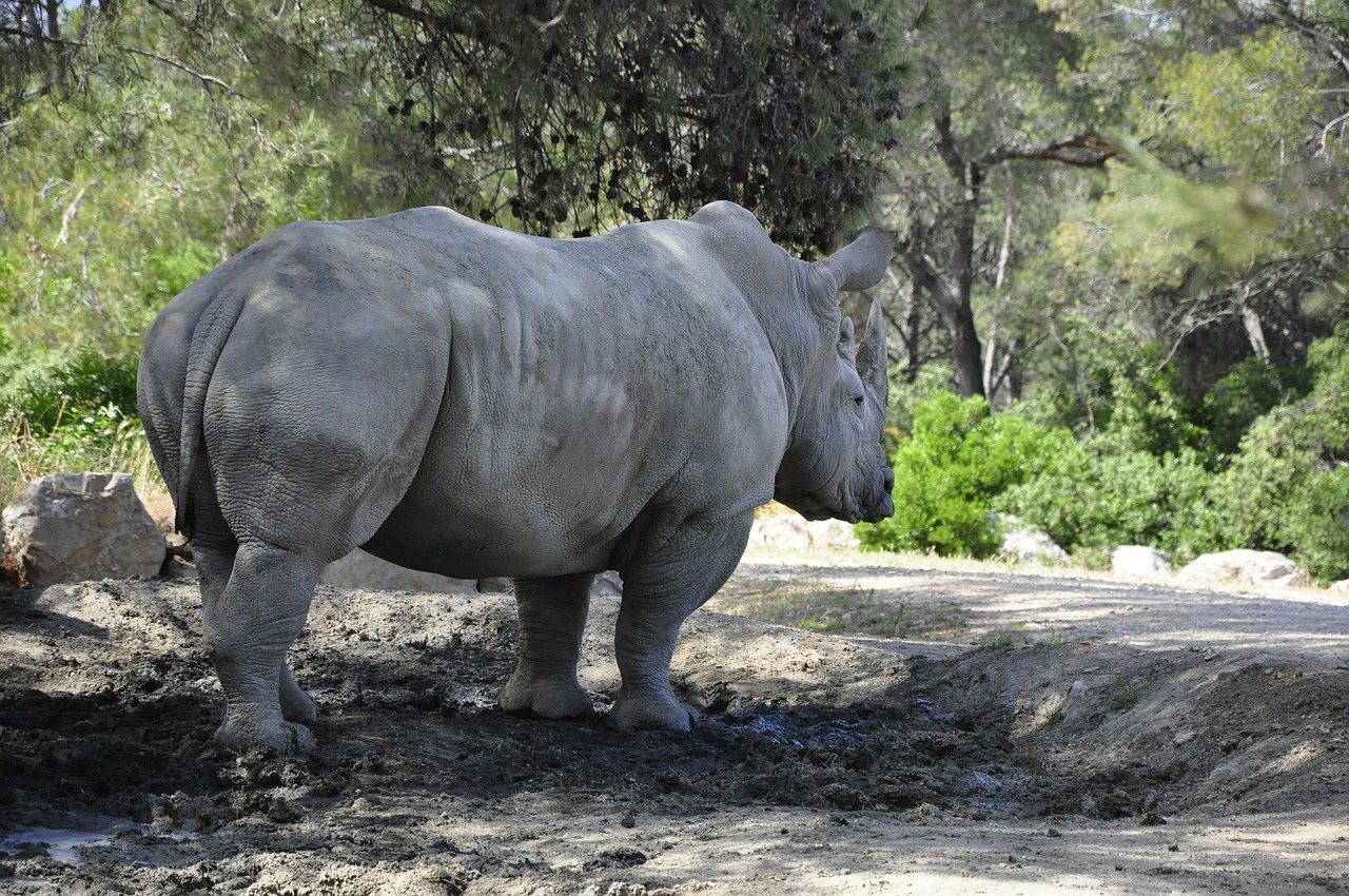 rhino black rhino big game free photo