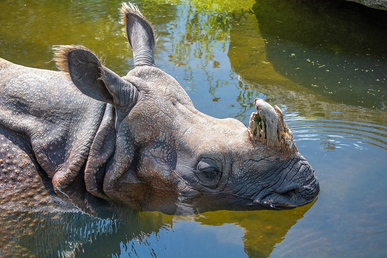 rhino  water  animal free photo