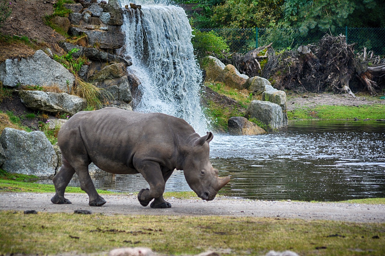 rhino  waterfall  animal world free photo