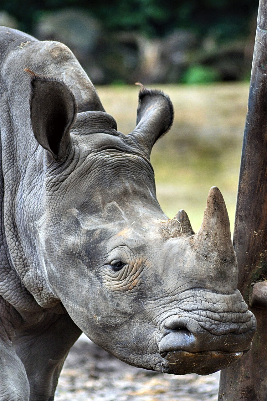 rhino  animal world  safari free photo