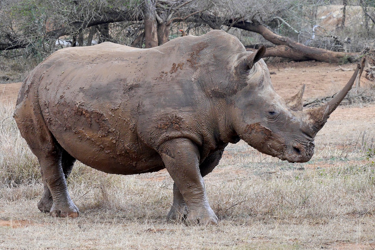 rhino  big-five  africa free photo