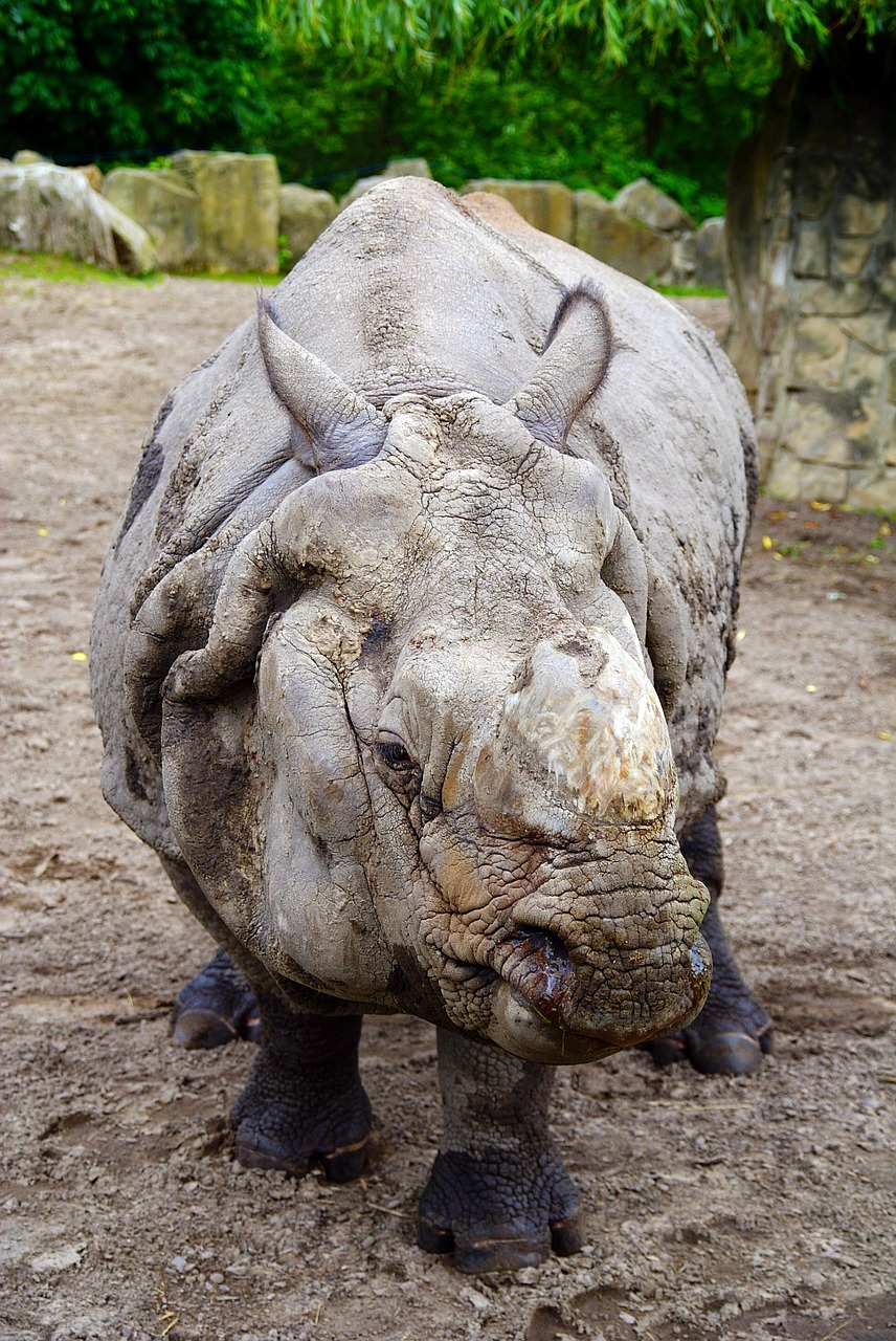 rhino fauna nature free photo