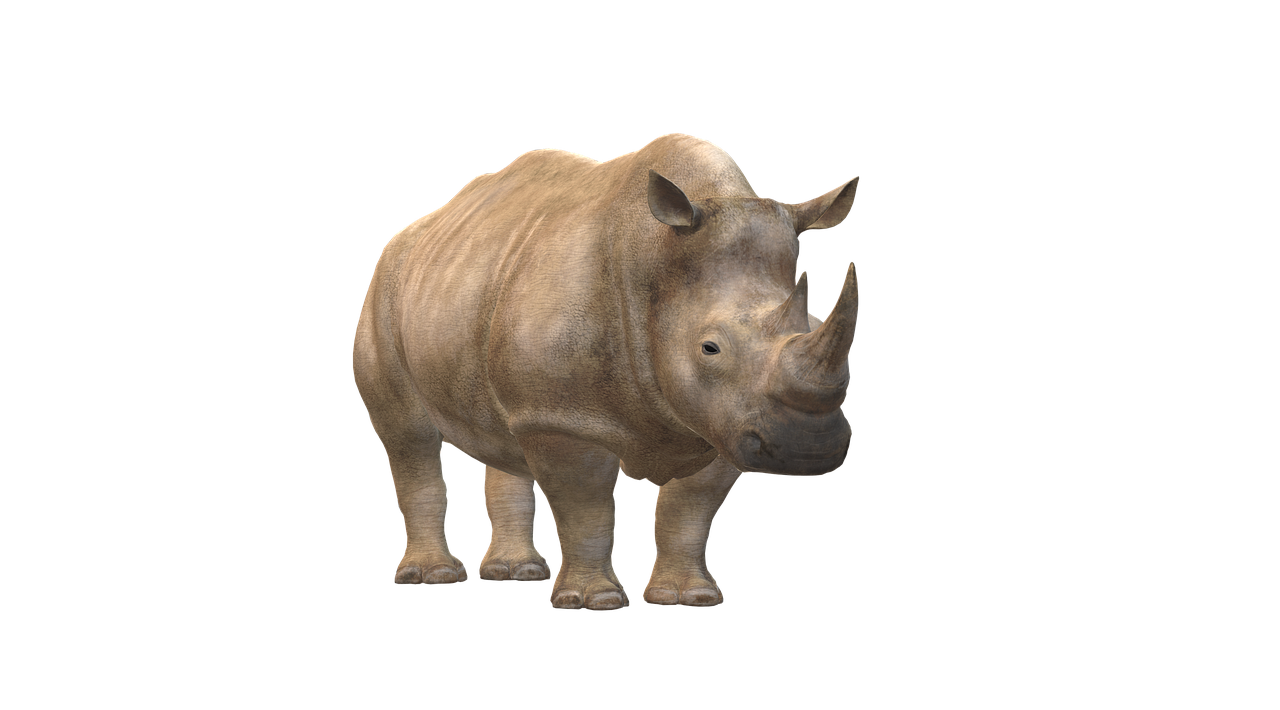 rhino  animals  africa free photo