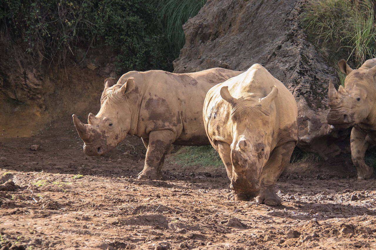 rhino  cabarceno  park free photo