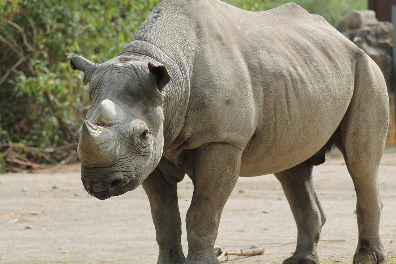 rhino  zoo  panzer free photo
