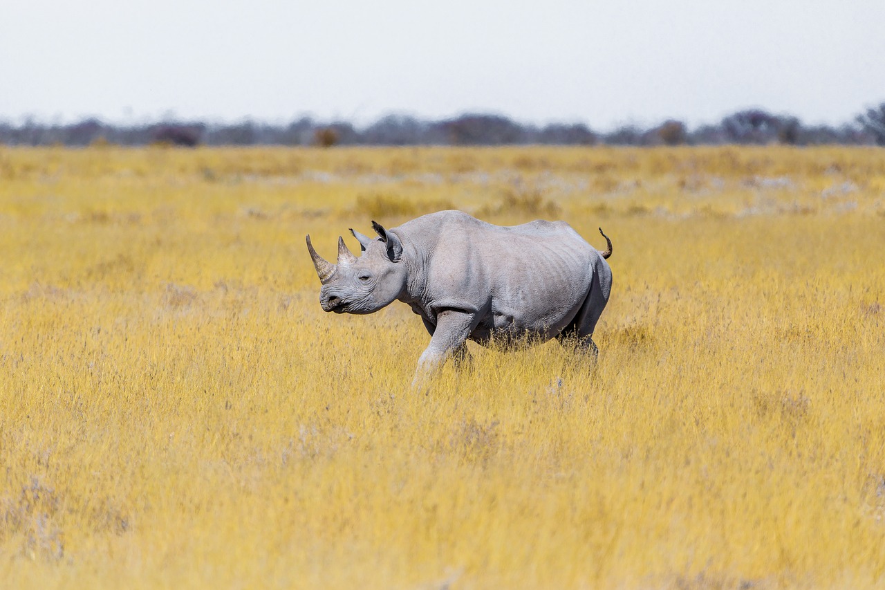 rhino  steppe  grass free photo