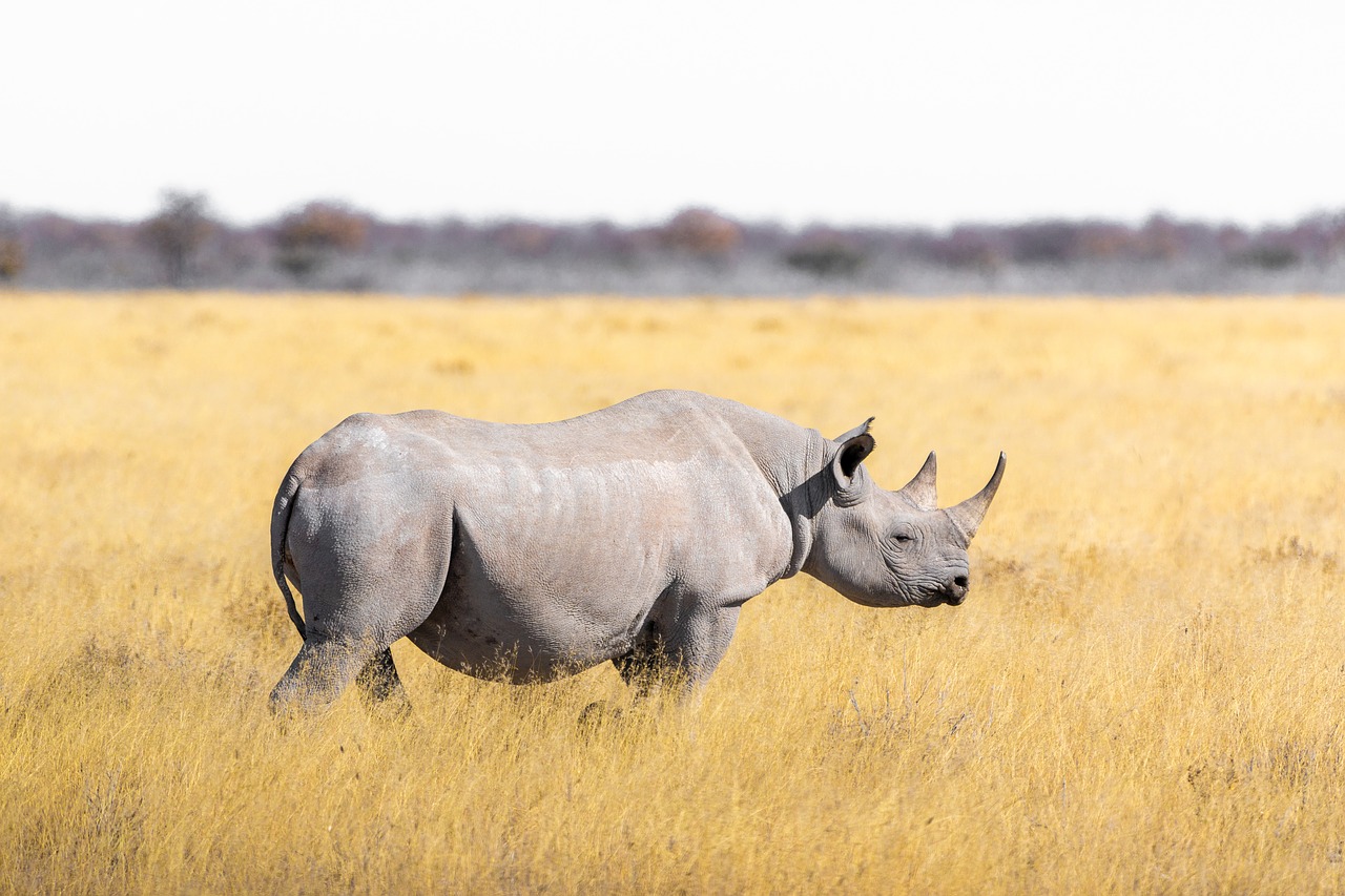 rhino  steppe  grass free photo