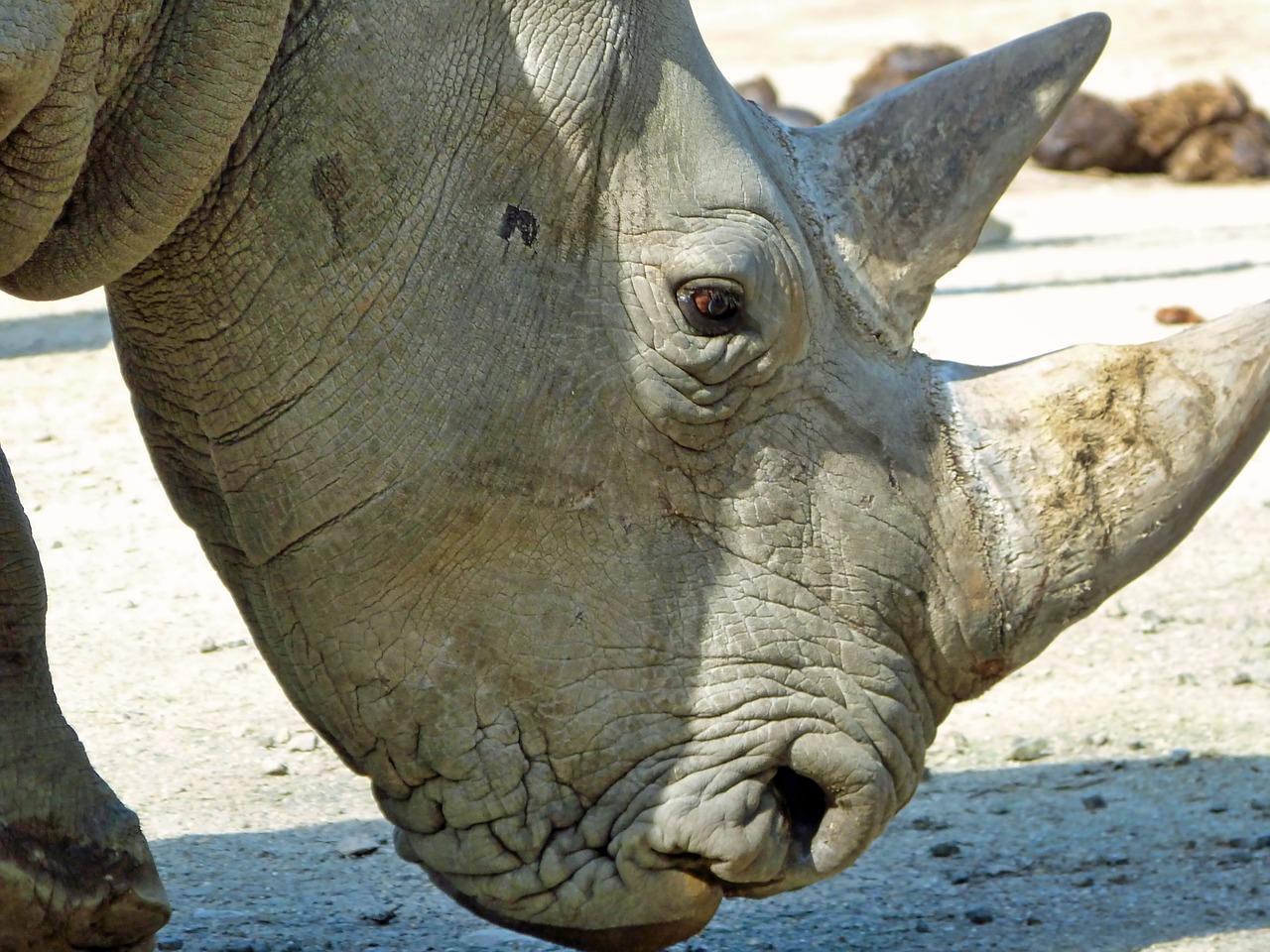 rhino  head  zoo free photo