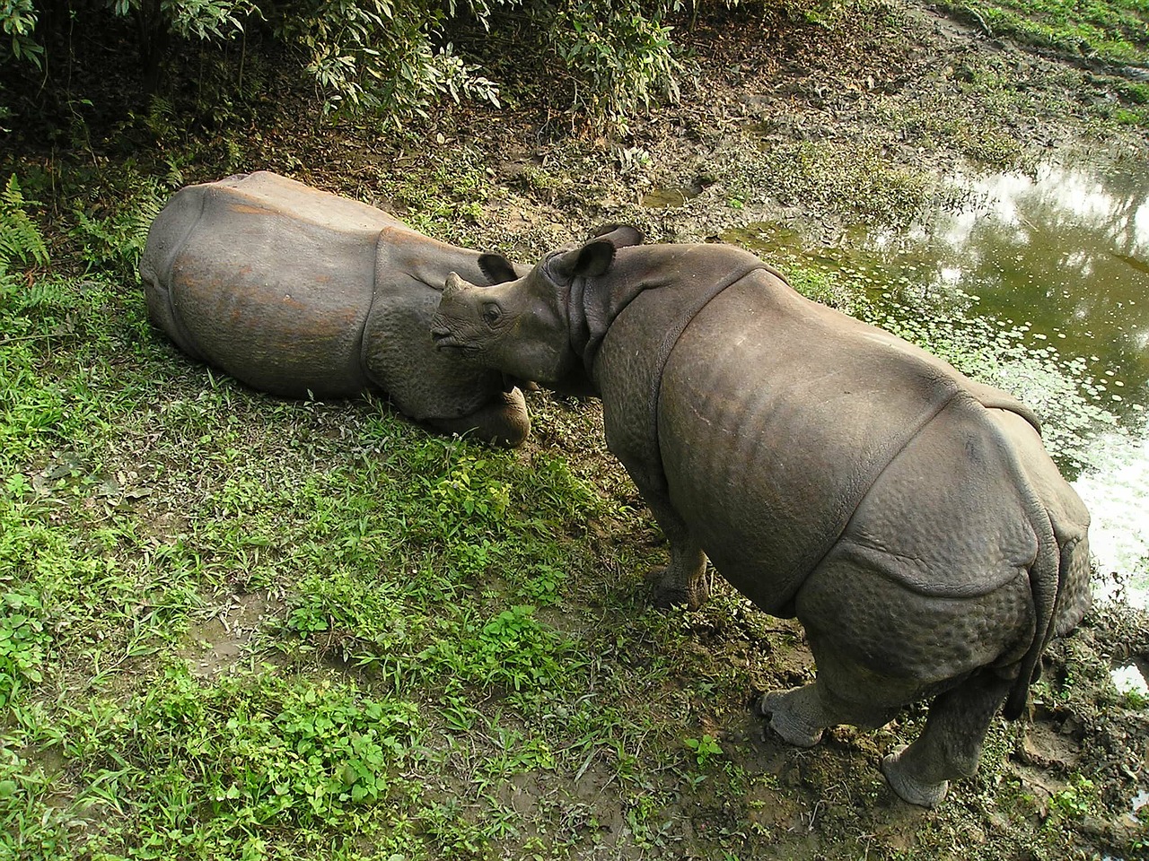 rhino nepal national park free photo
