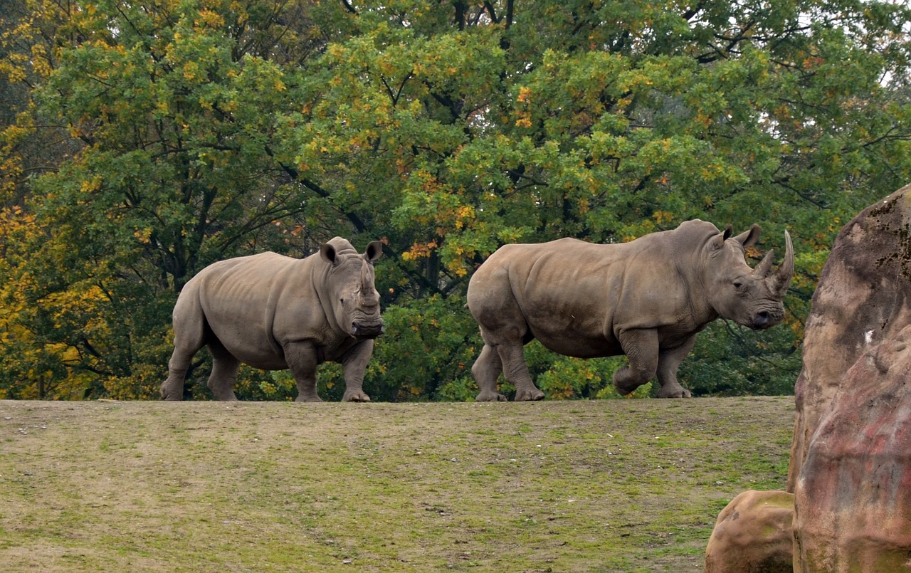rhino  savannah  safari free photo