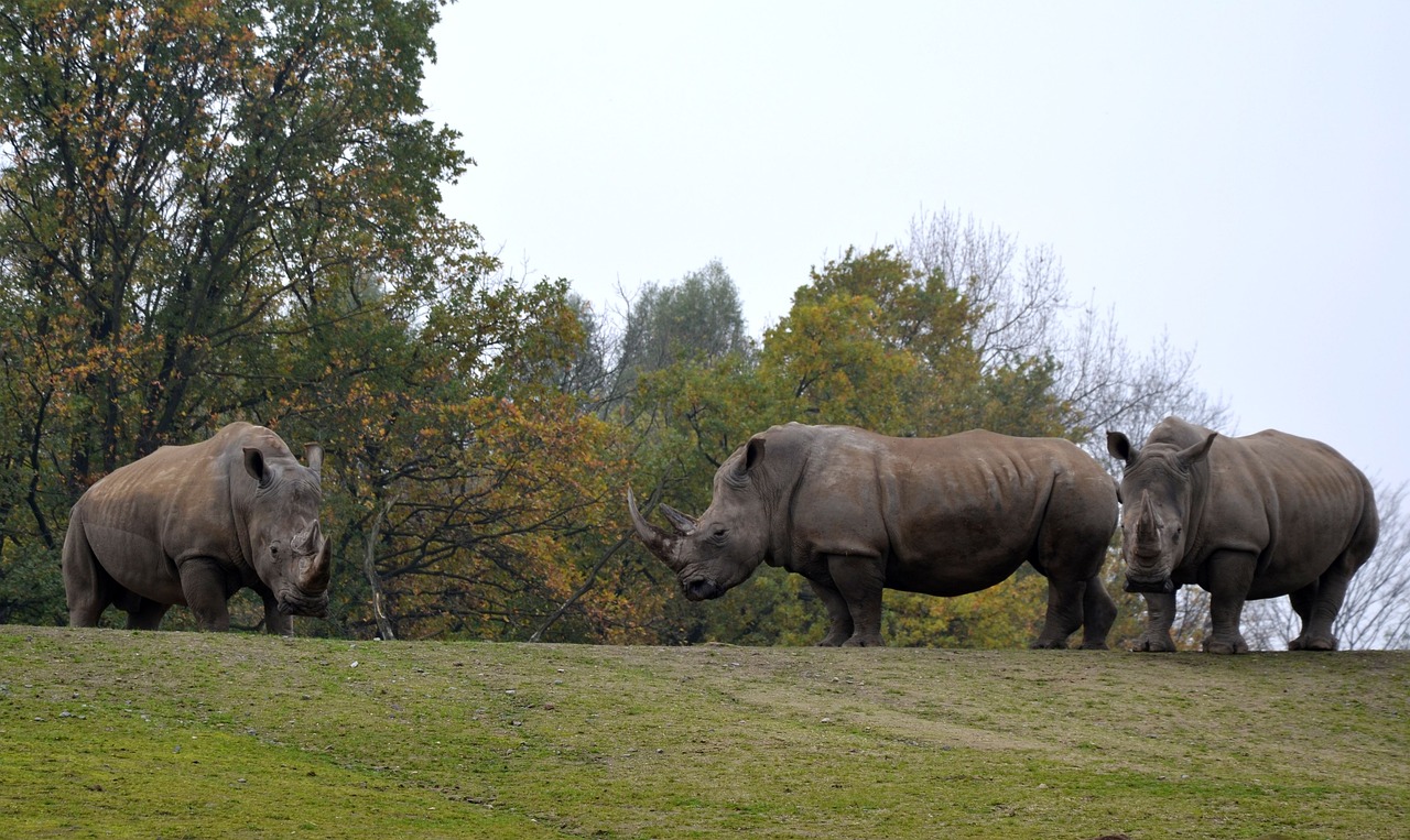 rhino  savannah  safari free photo