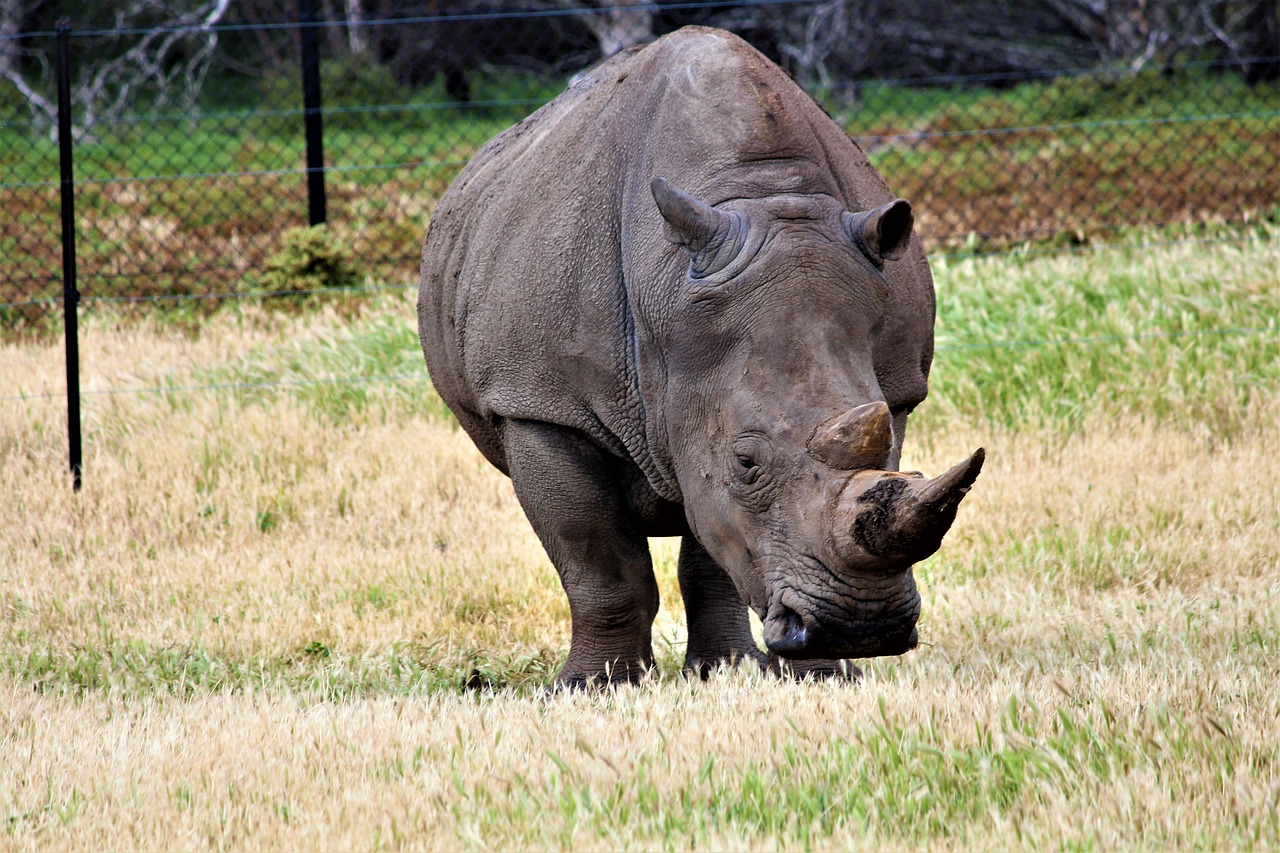 rhino  wild  animal free photo