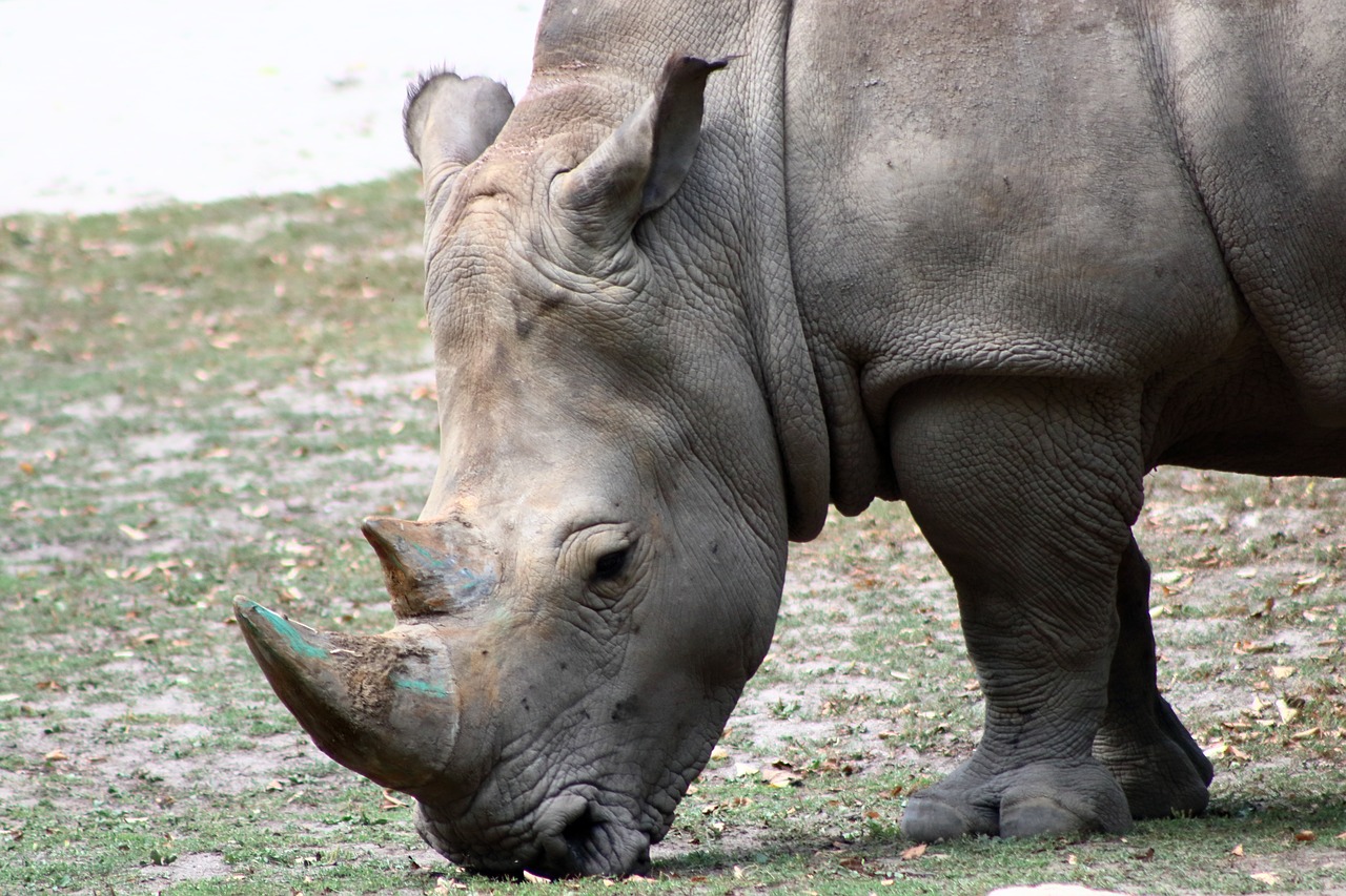 rhino  zoo  feb free photo
