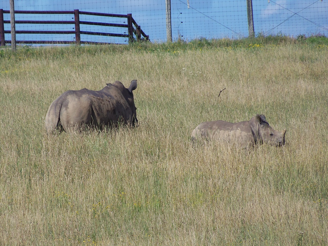 rhino southern white rhino the wilds free photo