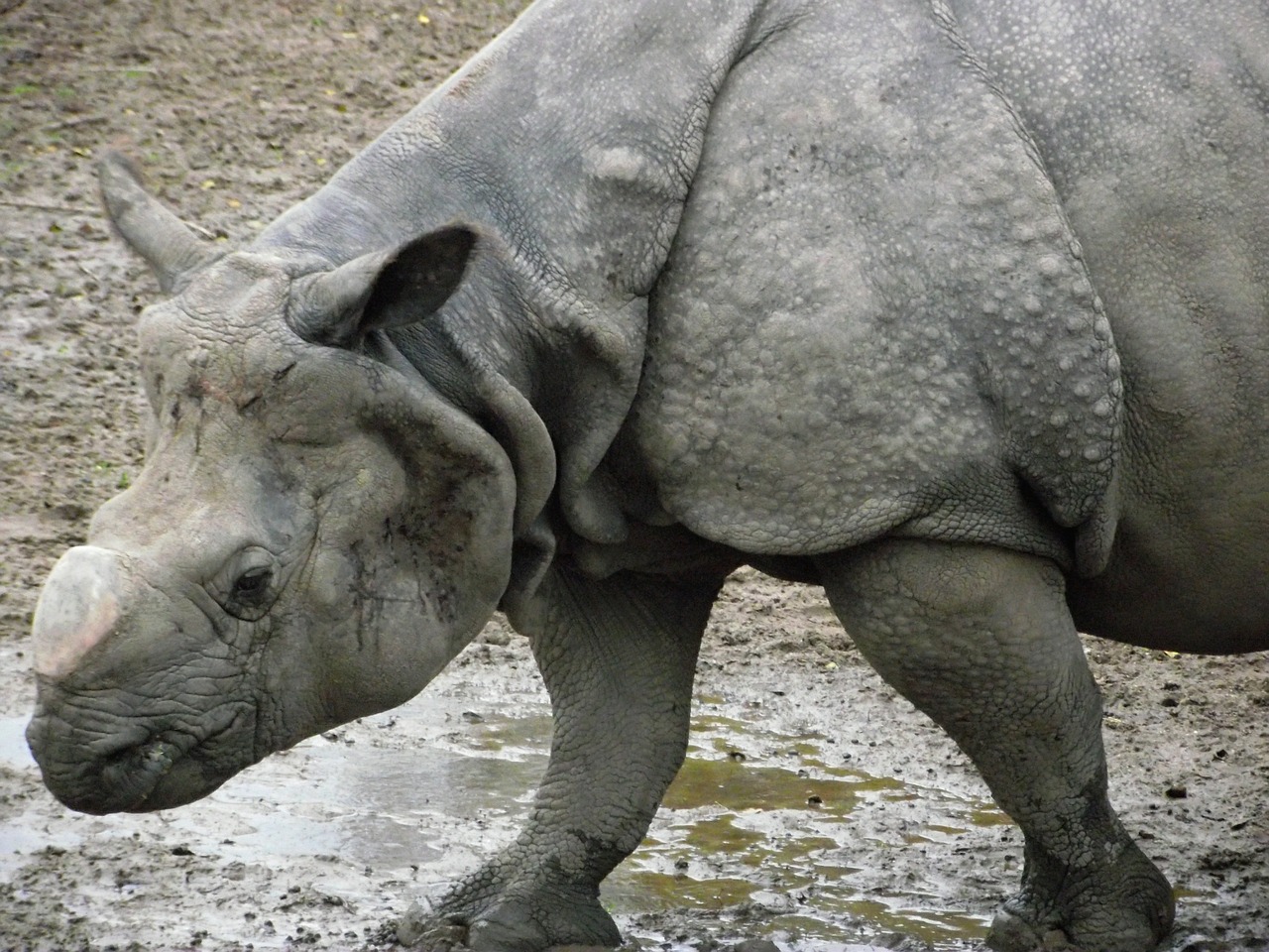 rhino rhinoceros mammal free photo