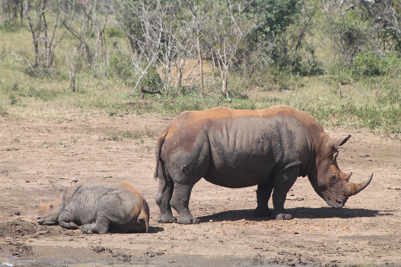 rhino  wildlife  sa free photo