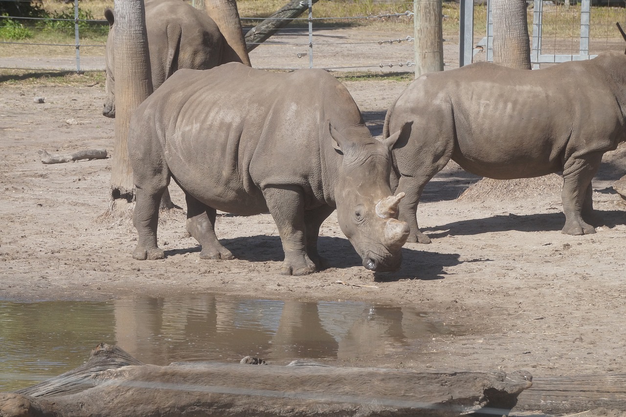 rhino  zoo  rhinoceros free photo