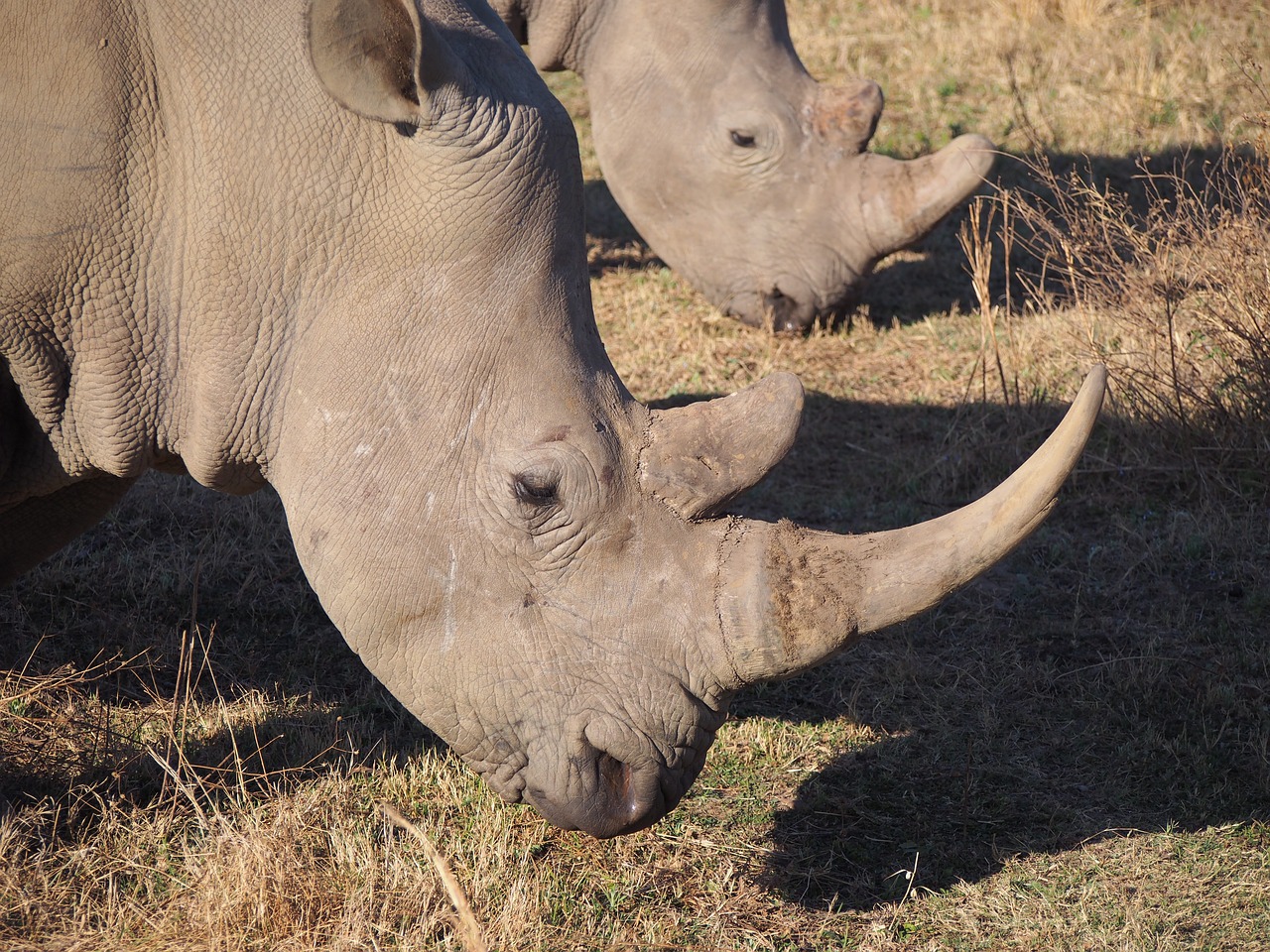 rhino  south africa  white rhino free photo