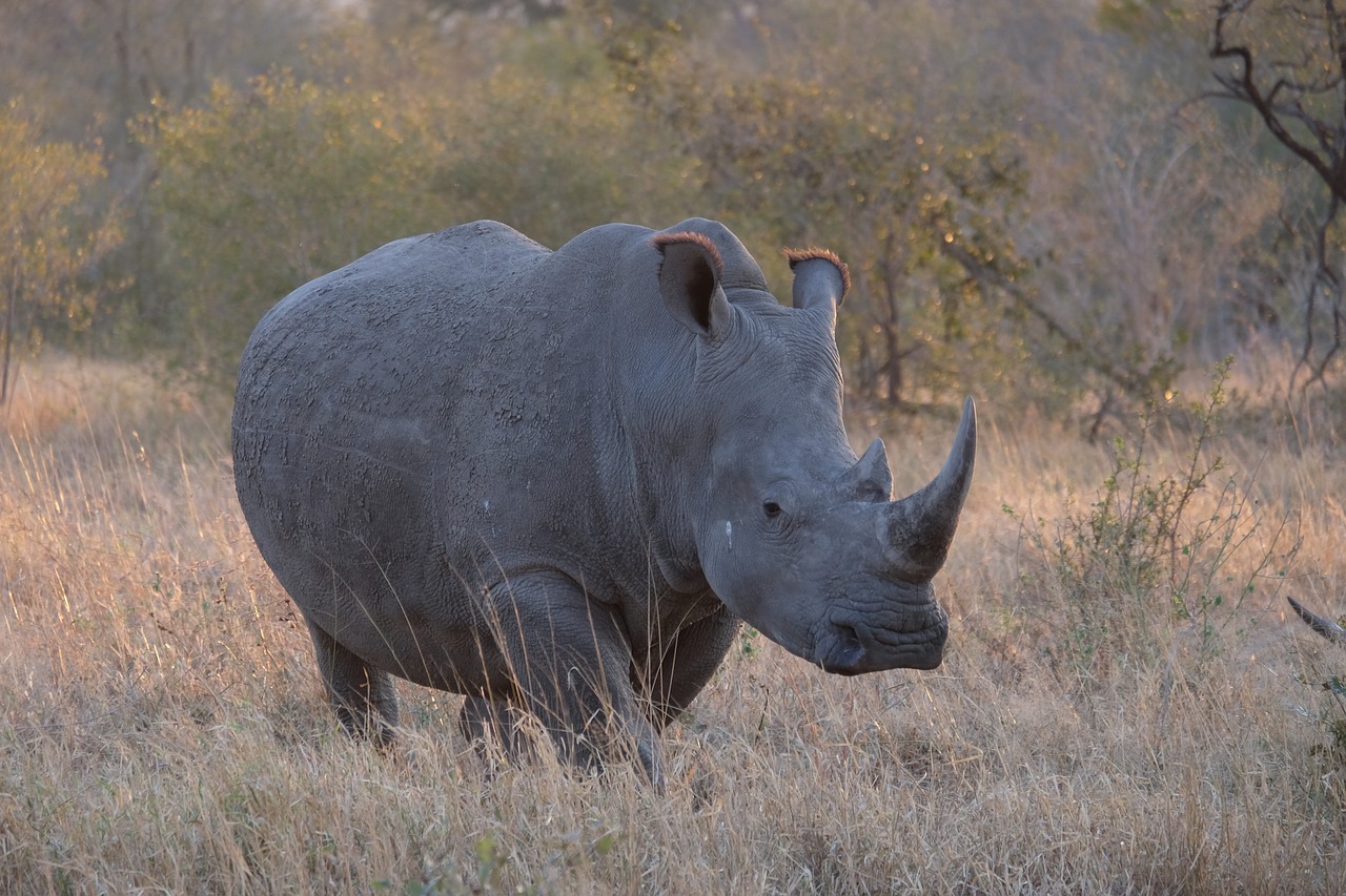 rhino  south africa  wilderness free photo