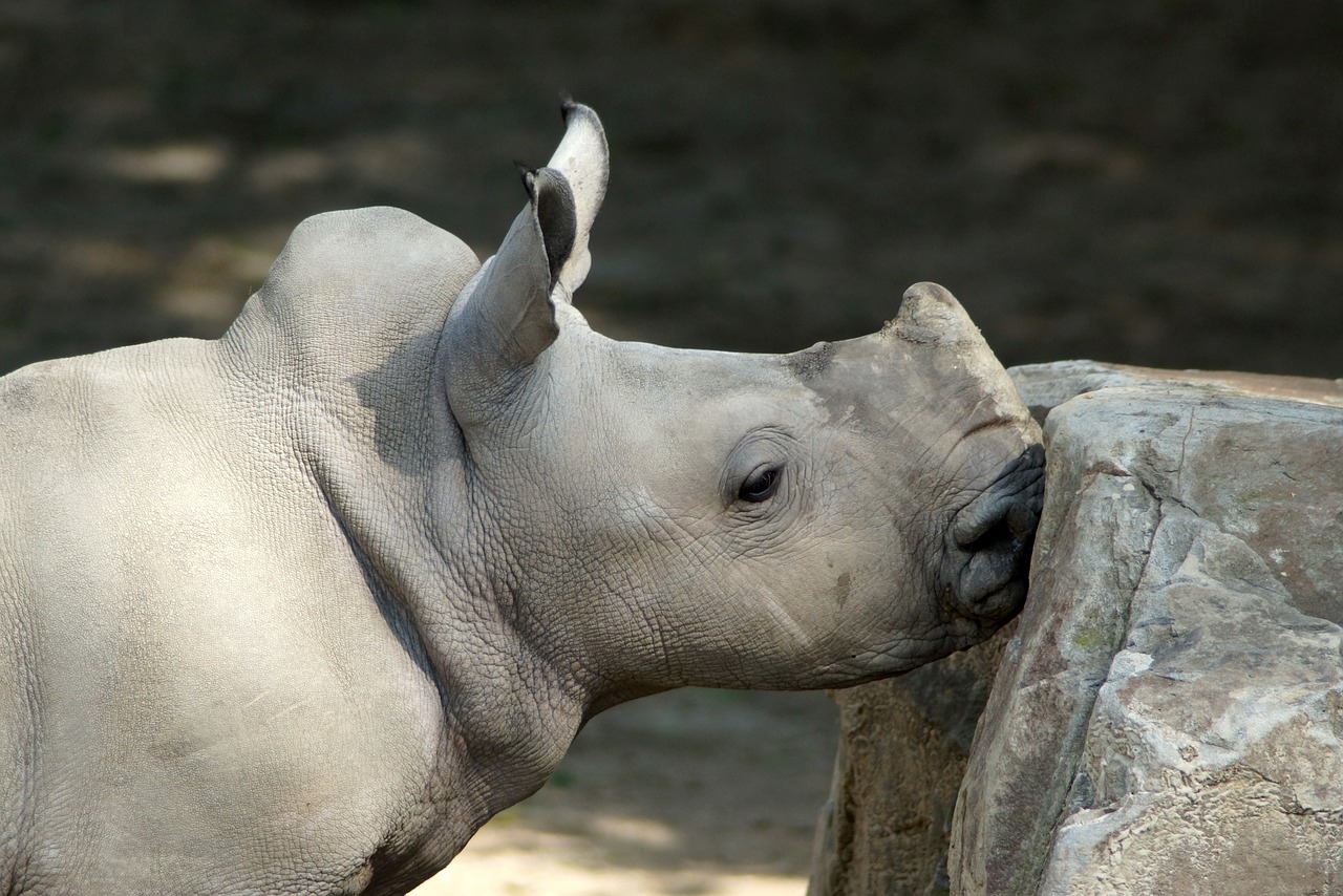 rhino white rhino baby rhino free photo
