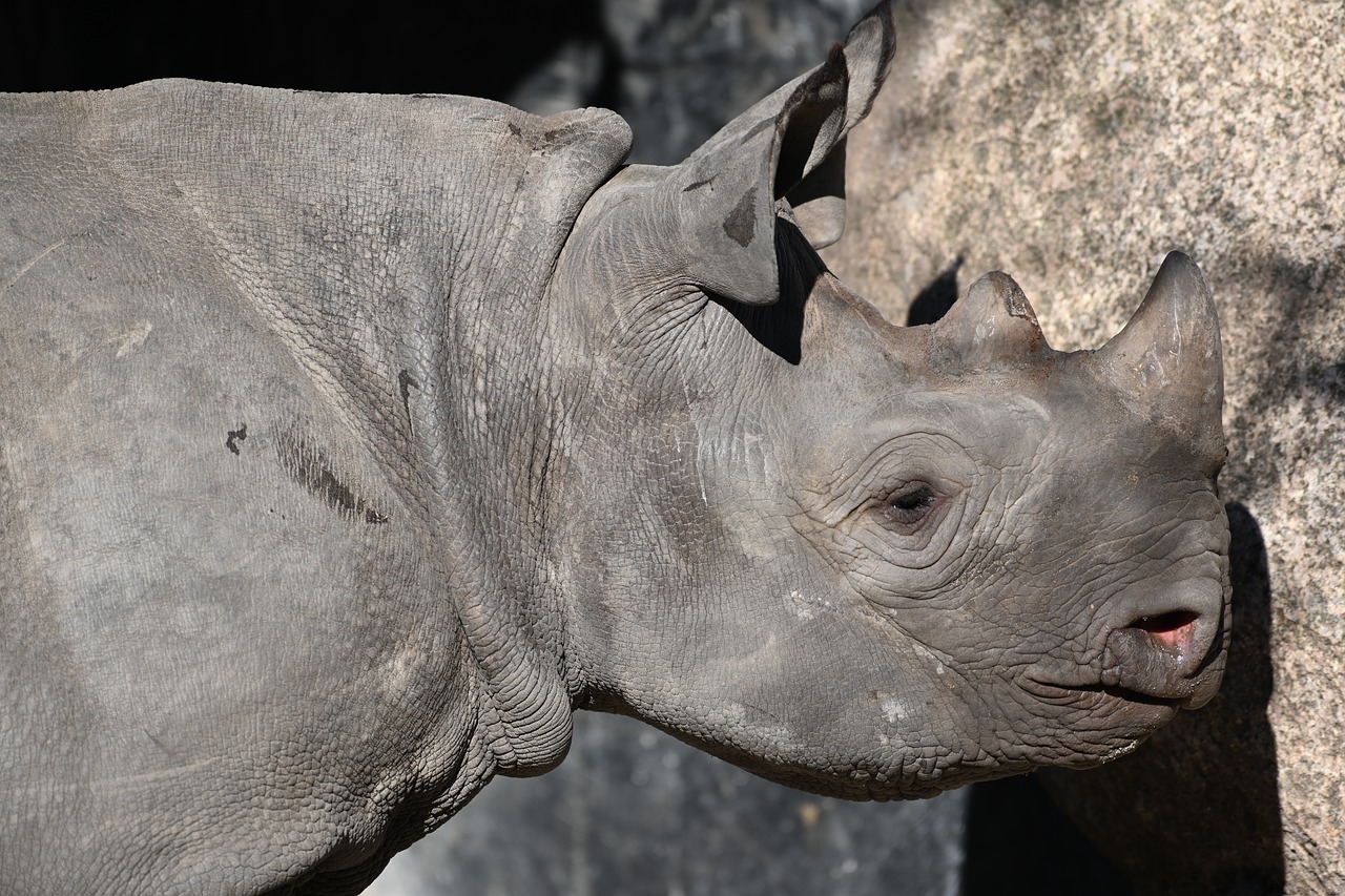 rhino  zoo  africa free photo