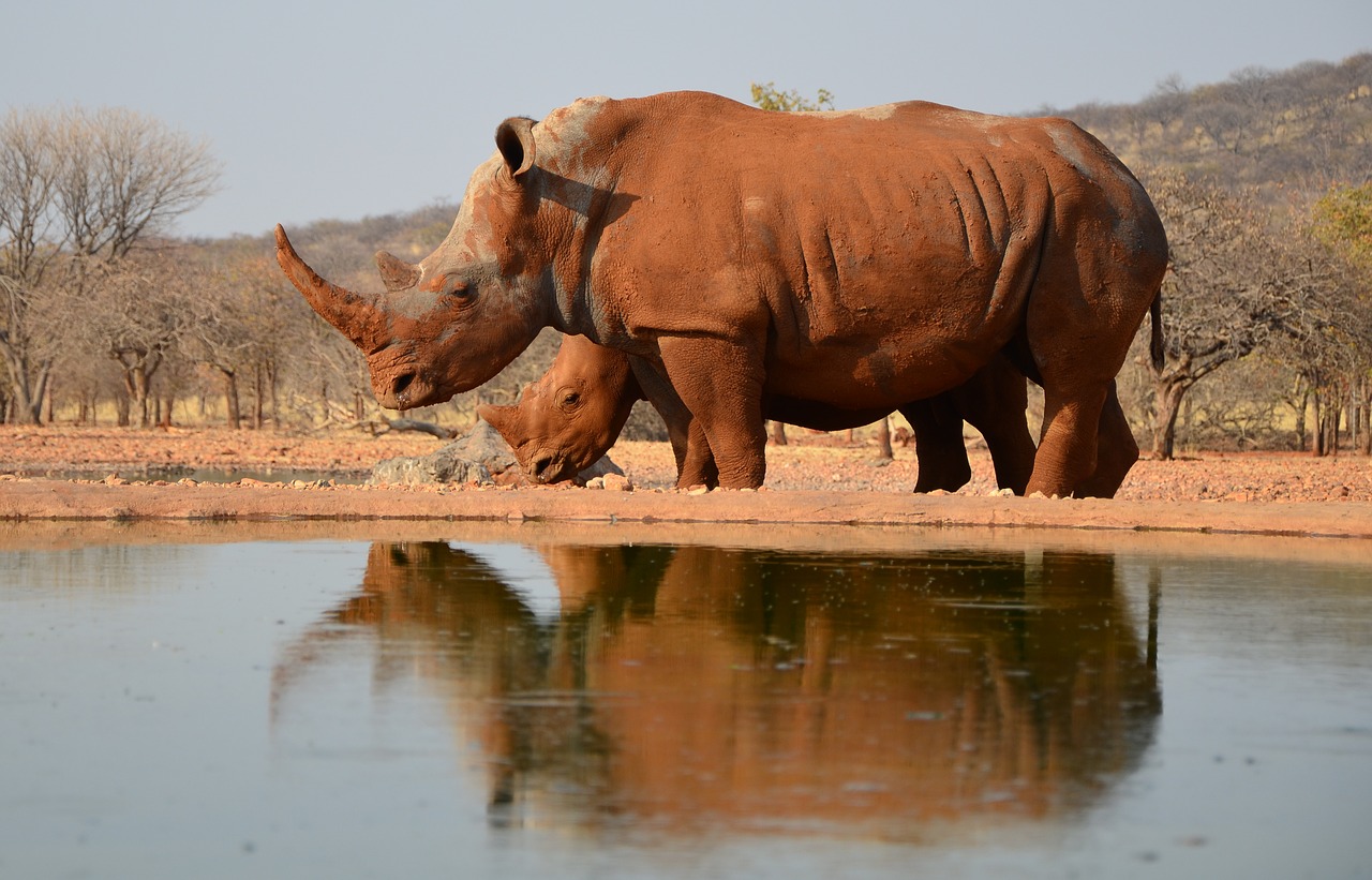 rhino  africa  animal free photo
