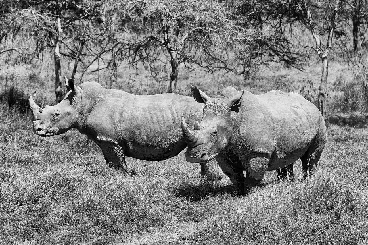 rhino  africa  animal world free photo