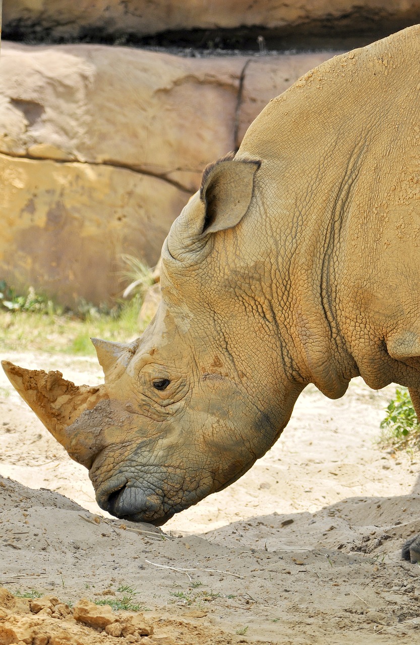 rhino  horn  animal free photo