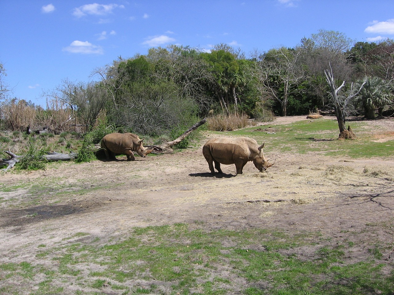 rhino rhinoceros safari free photo