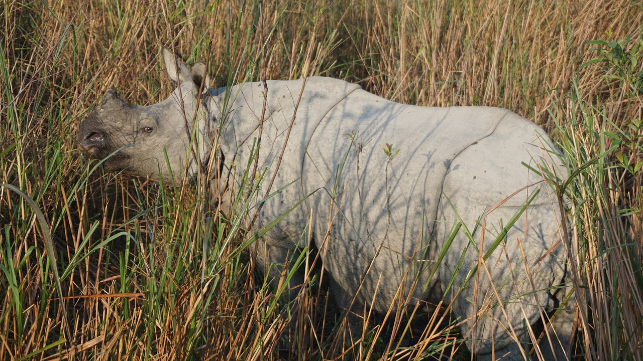 rhino  rhinoceros  india free photo