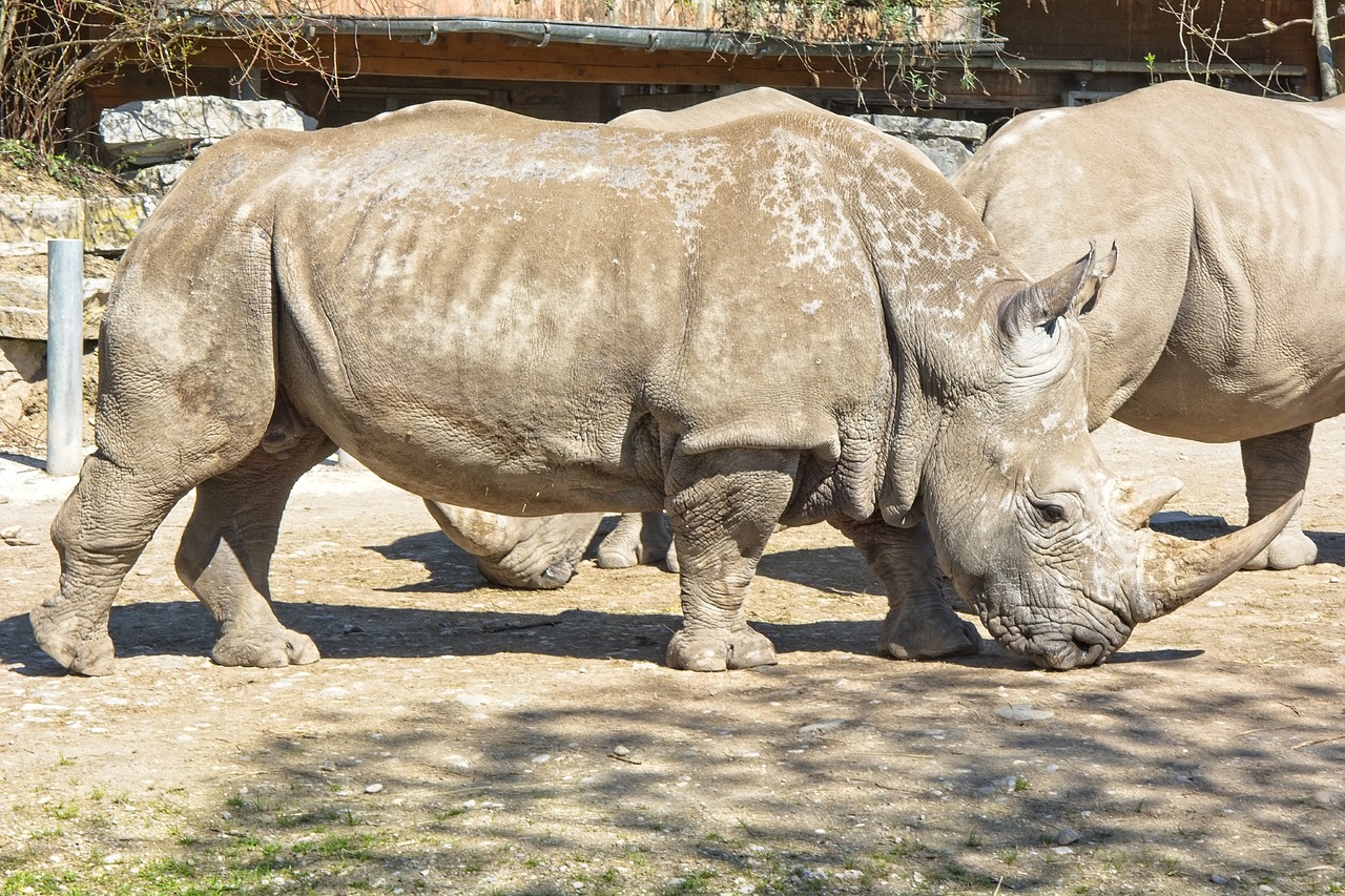 rhino  rhinoceros  big game free photo