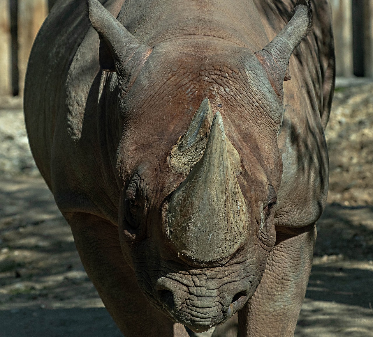 rhino  zoo  pachyderm free photo