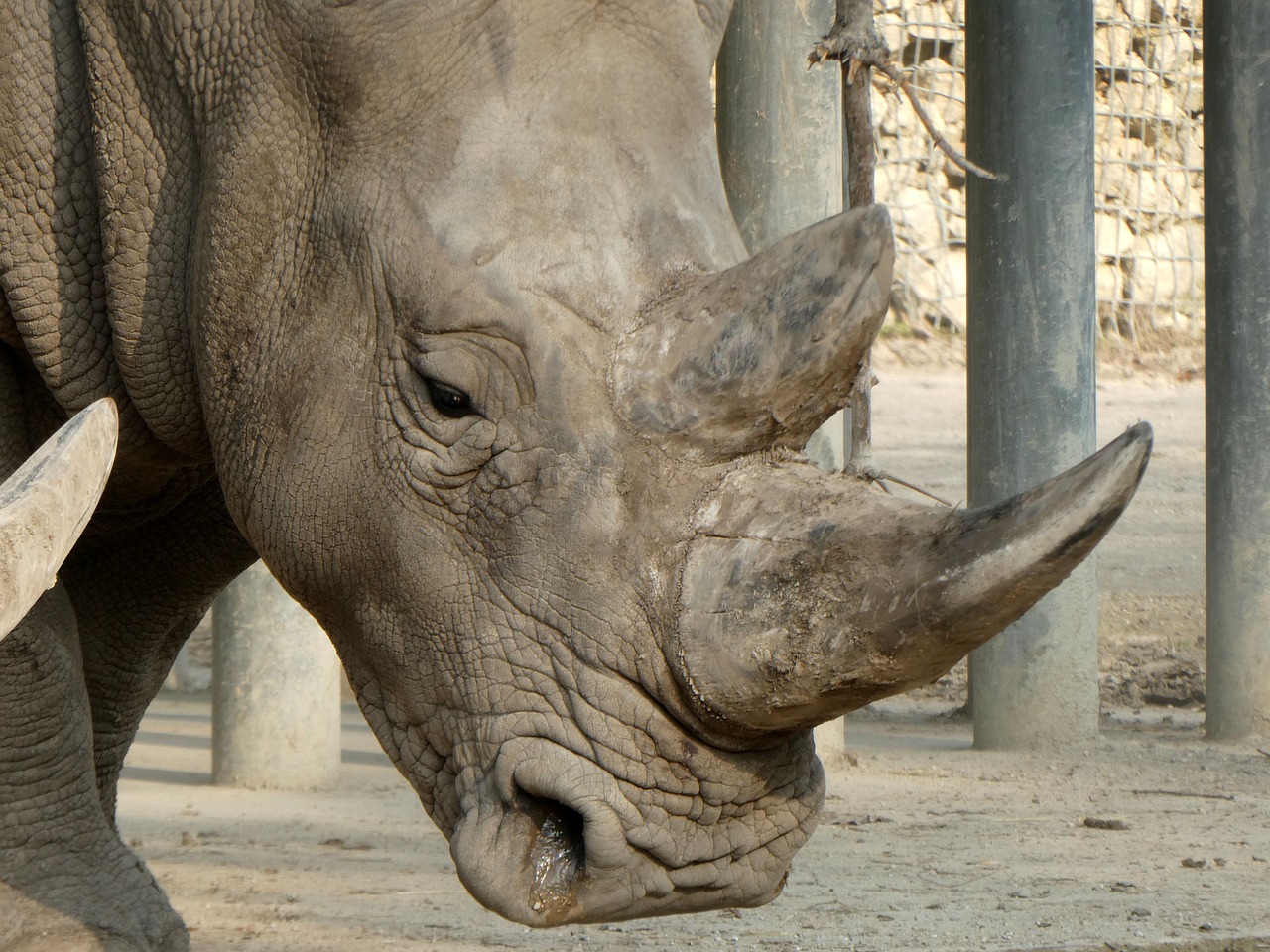 rhino  zoo  rhinoceros free photo