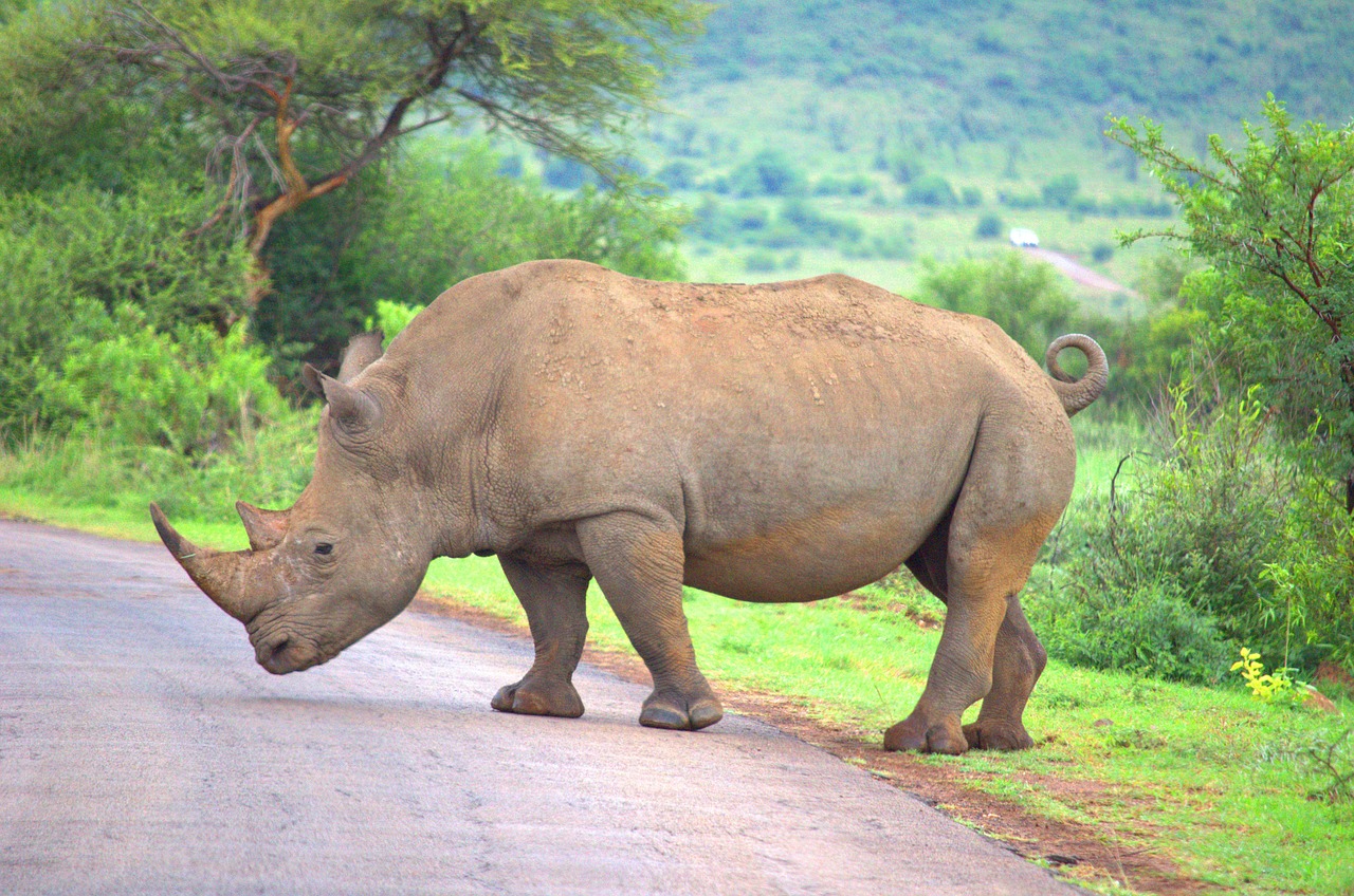 rhino  wildlife  rhinoceros free photo
