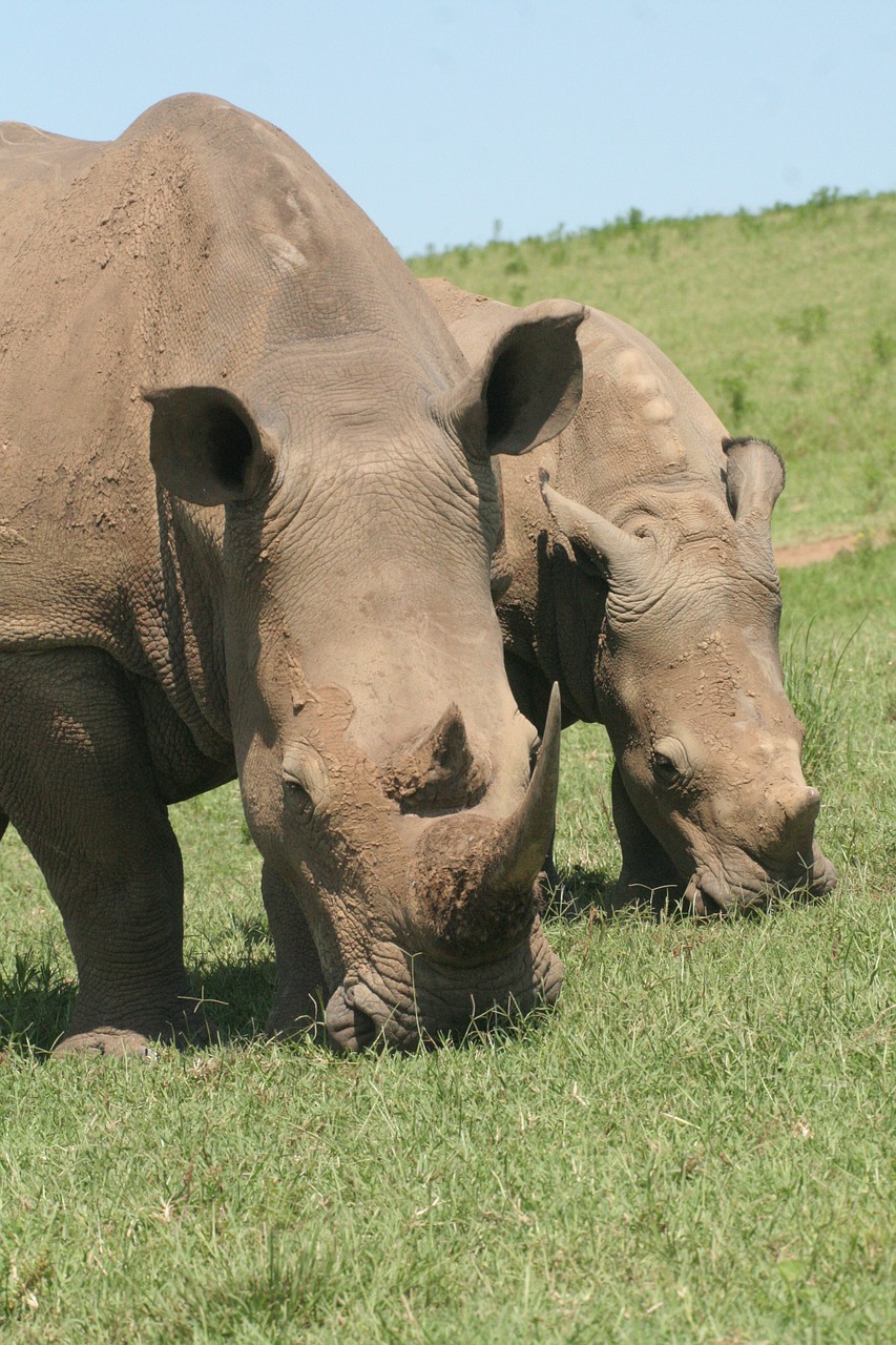 rhino black rhino wildlife free photo