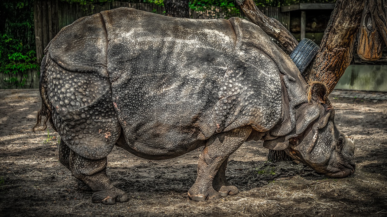 rhino  panzer  pachyderm free photo