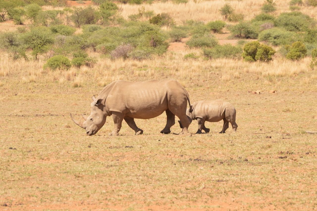 rhino  wild  africa free photo