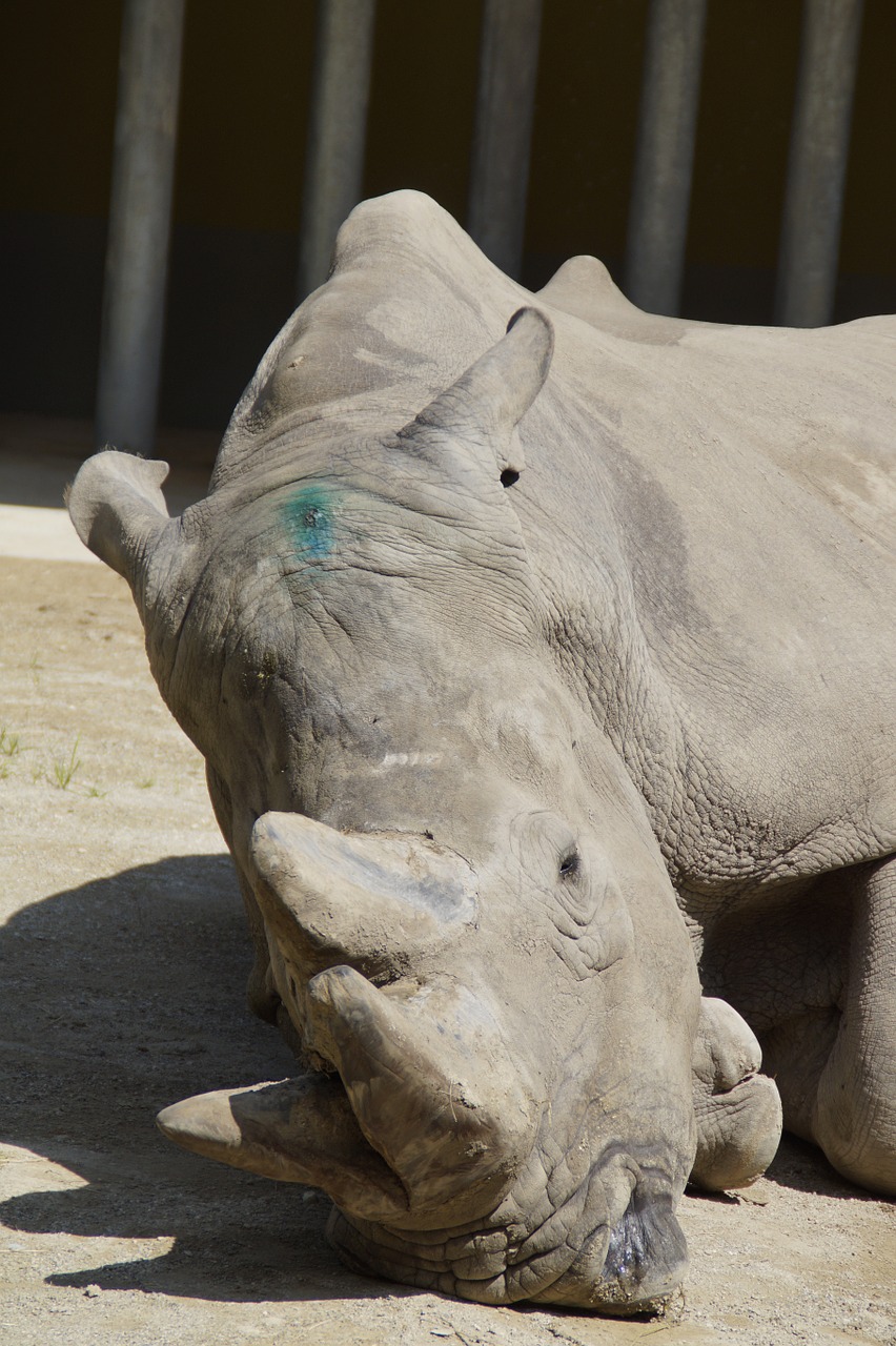 rhino concerns horns free photo