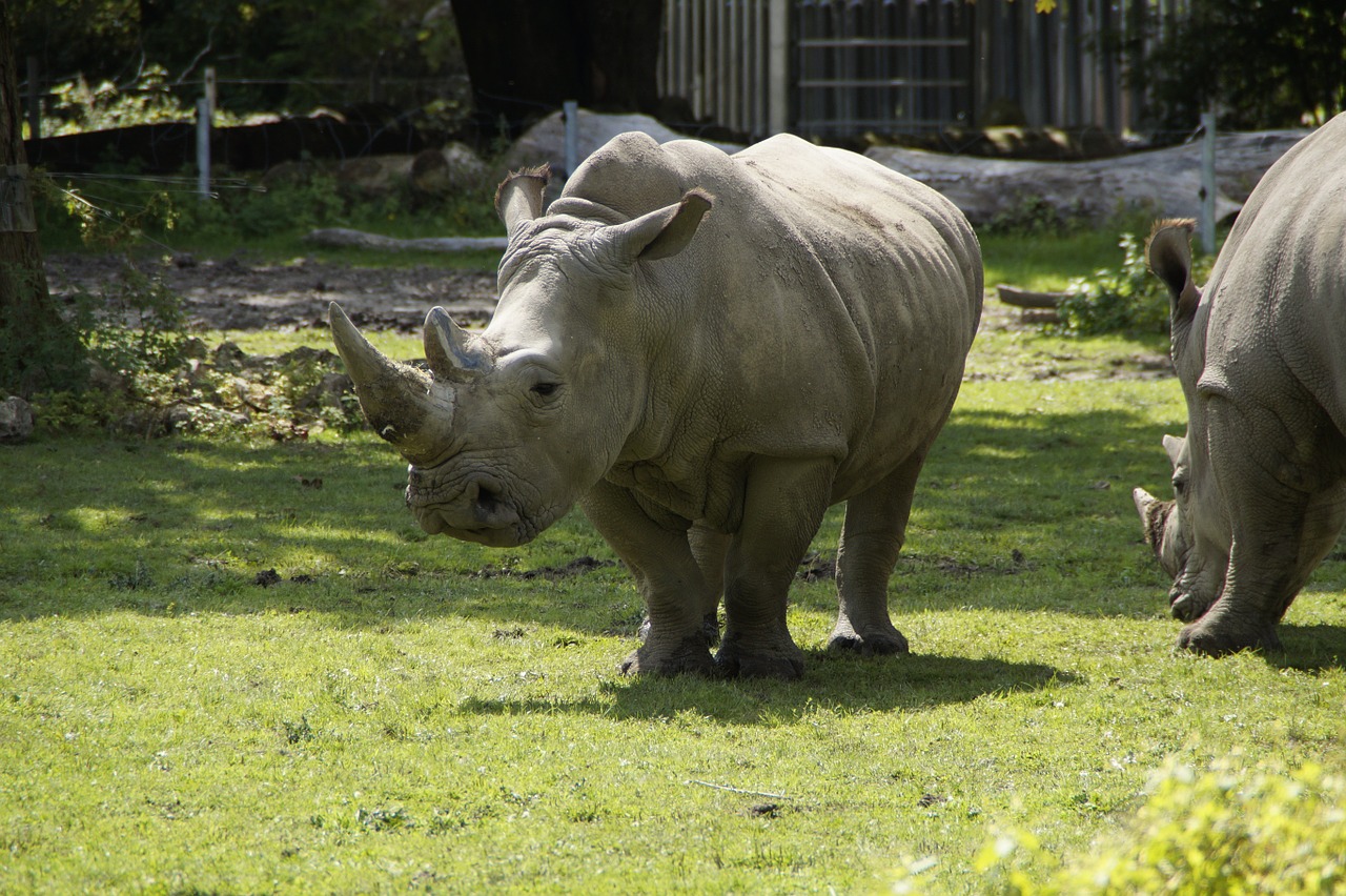 rhino meadow zoo free photo