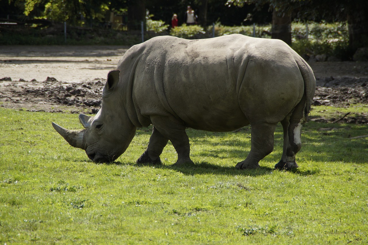 rhino zoo meadow free photo
