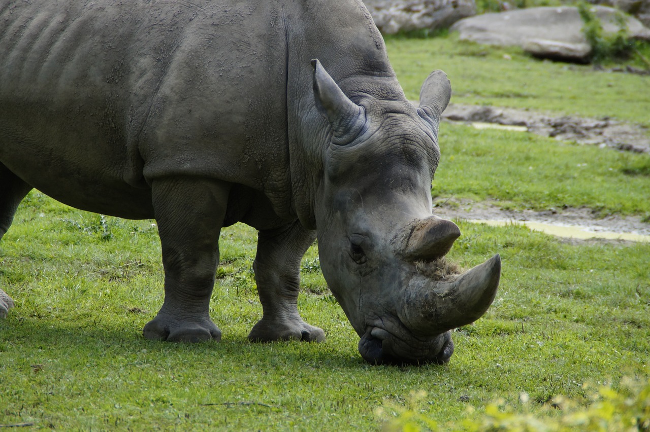 rhino close horn free photo